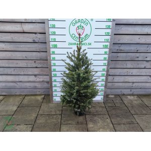 Smrek balkánsky (Picea omorika) ´OMORIKA´ – výška 80-100 cm, kont. C10L